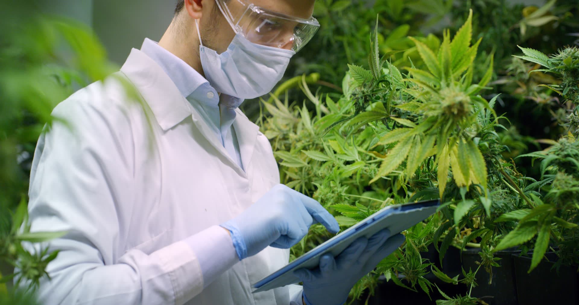 Professional inspecting cannabis plants for signs of disease