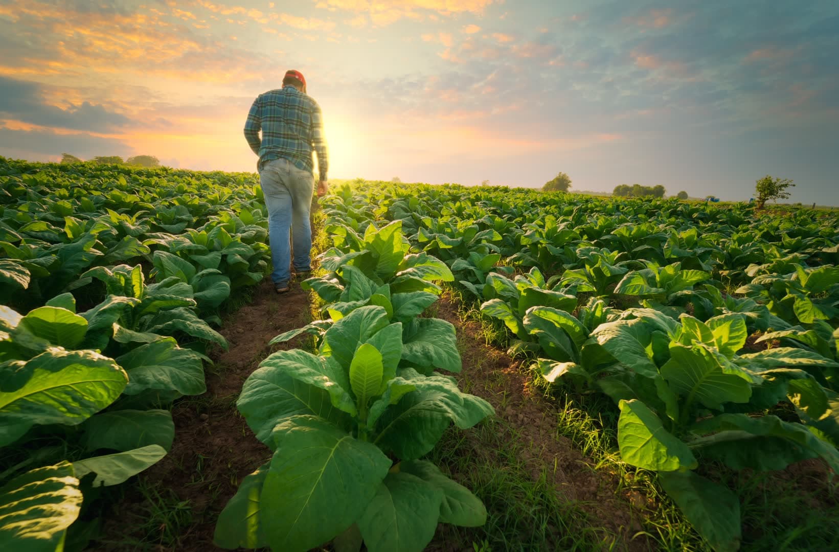 Farmer walking through crops at sunset