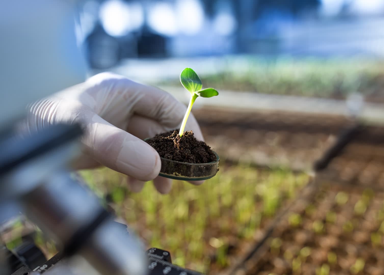Gloved hand holding a young plant sprout in a laboratory setting
