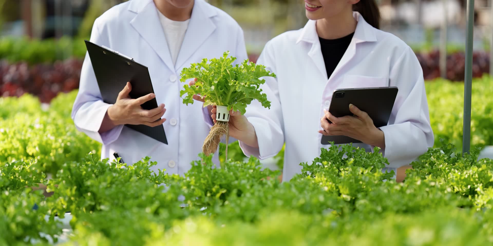 Laboratory scientists examining plant samples